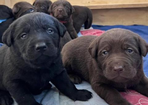 5 Chocolate and 2 black Labrador retriever puppies