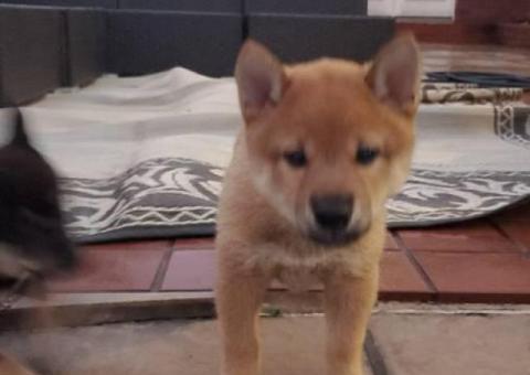 Purebred Japanese Shiba Inu puppies for sale