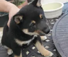 Purebred Japanese Shiba Inu puppies for sale