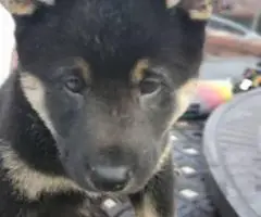 Purebred Japanese Shiba Inu puppies for sale