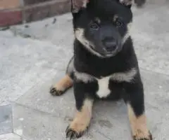 Purebred Japanese Shiba Inu puppies for sale