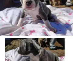 Stunning Pitbull puppies