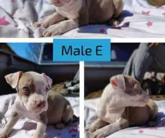 Stunning Pitbull puppies