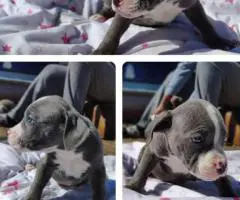 Stunning Pitbull puppies