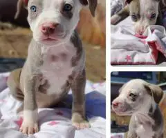 Stunning Pitbull puppies