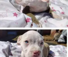 Stunning Pitbull puppies