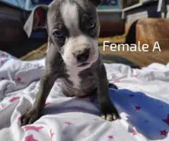 Stunning Pitbull puppies
