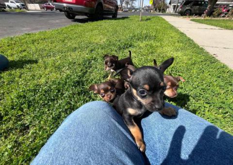 5 little Chihuahua puppies for sale