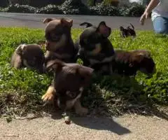 5 little Chihuahua puppies for sale