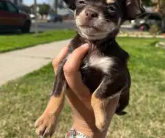5 little Chihuahua puppies for sale