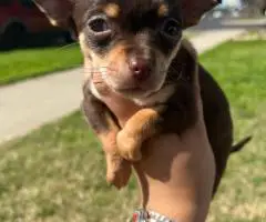 5 little Chihuahua puppies for sale