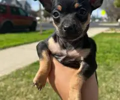5 little Chihuahua puppies for sale