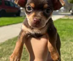 5 little Chihuahua puppies for sale