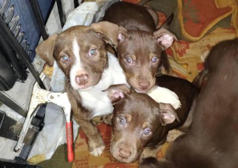 Cheap Amstaff puppies for sale
