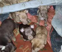 Cheap Amstaff puppies for sale