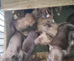 Cheap Amstaff puppies for sale