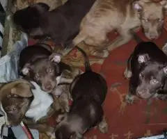 Cheap Amstaff puppies for sale