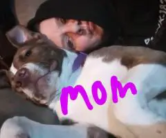 Cheap Amstaff puppies for sale
