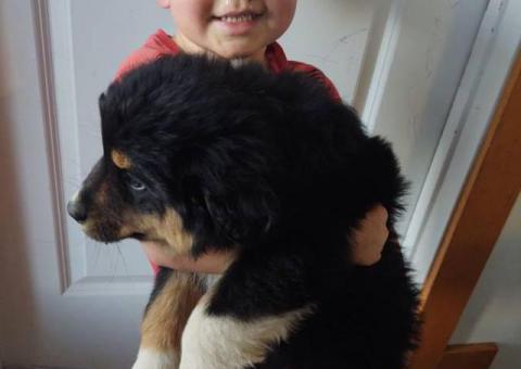 2025 Border Aussie puppies ready to go
