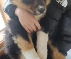 2025 Border Aussie puppies ready to go