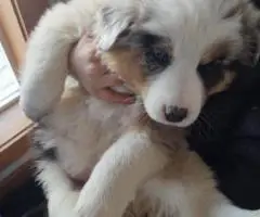 2025 Border Aussie puppies ready to go