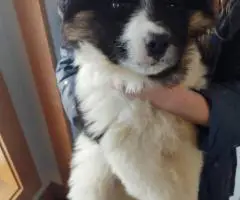 2025 Border Aussie puppies ready to go