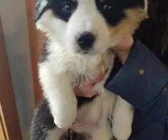 2025 Border Aussie puppies ready to go