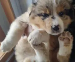 2025 Border Aussie puppies ready to go