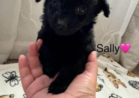 6 weeks old Maltipoo puppies for sale