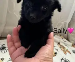 6 weeks old Maltipoo puppies for sale