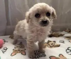 6 weeks old Maltipoo puppies for sale