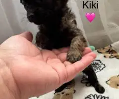 6 weeks old Maltipoo puppies for sale