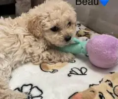 6 weeks old Maltipoo puppies for sale