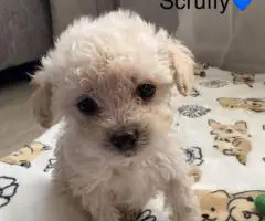 6 weeks old Maltipoo puppies for sale