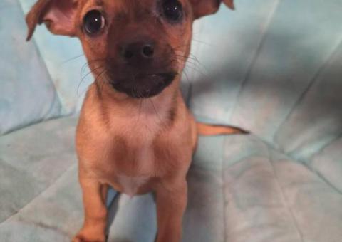 2 Chiweenie puppies need a loving home