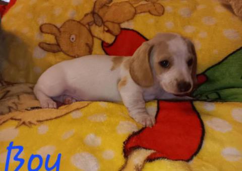 4 miniature dachshund puppies available