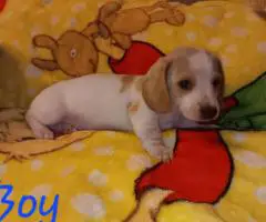4 miniature dachshund puppies available