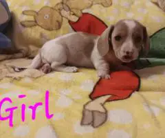 4 miniature dachshund puppies available