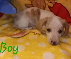 4 miniature dachshund puppies available