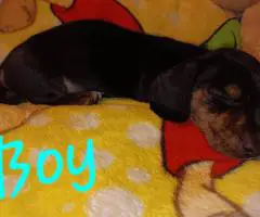 4 miniature dachshund puppies available