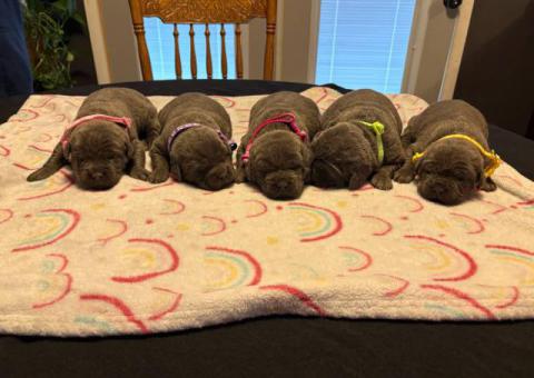 ICCF full registered Cane Corso puppies for sale