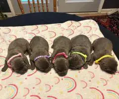 ICCF full registered Cane Corso puppies for sale