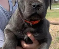 ICCF full registered Cane Corso puppies for sale