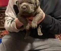 ICCF full registered Cane Corso puppies for sale