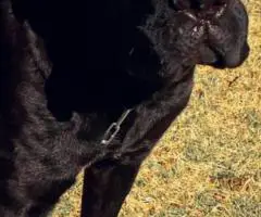 ICCF full registered Cane Corso puppies for sale