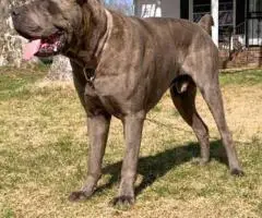 ICCF full registered Cane Corso puppies for sale