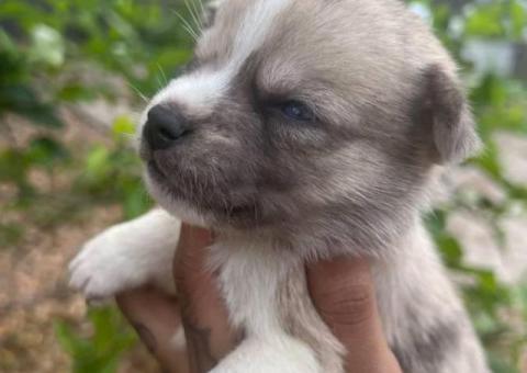 Pomsky Chihuahua puppies for sale