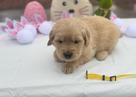 2025 AKC Golden Retriever puppies for sale