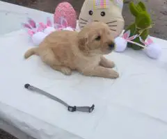 2025 AKC Golden Retriever puppies for sale