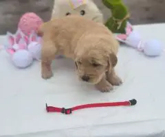 2025 AKC Golden Retriever puppies for sale